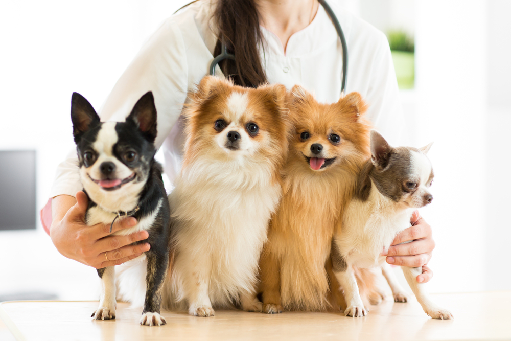 Nationwide Pet Insurance Cancellations Leave Pet Parents Scrambling| Great Pet Care