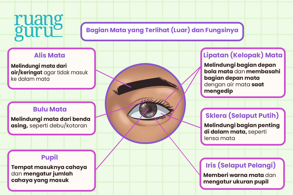 Ketahui Bagian-Bagian Mata & Fungsinya, Yuk!