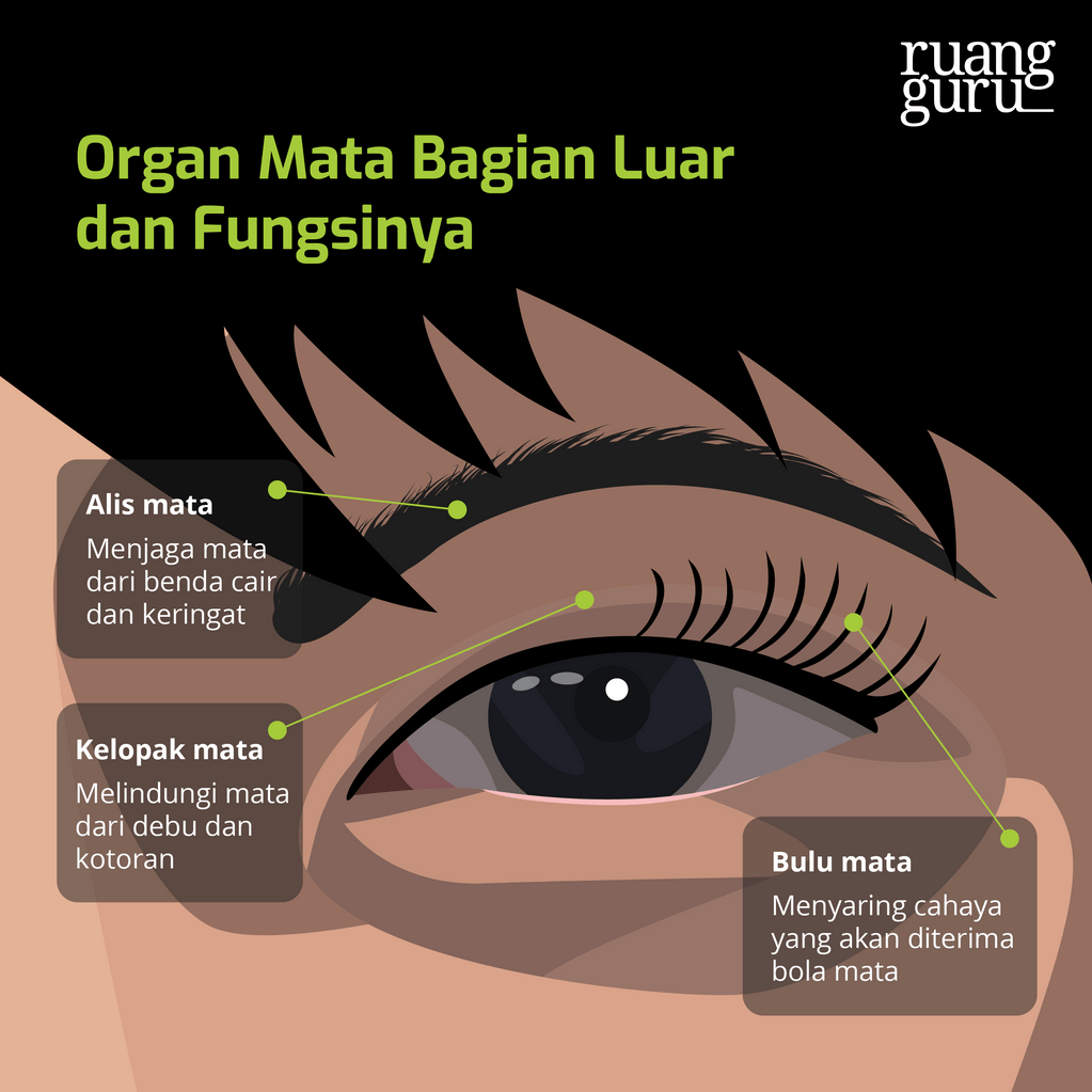 Makalah Anatomi Mata Bagian Luar Dan Dalam Dan Penjel - Vrogue.co