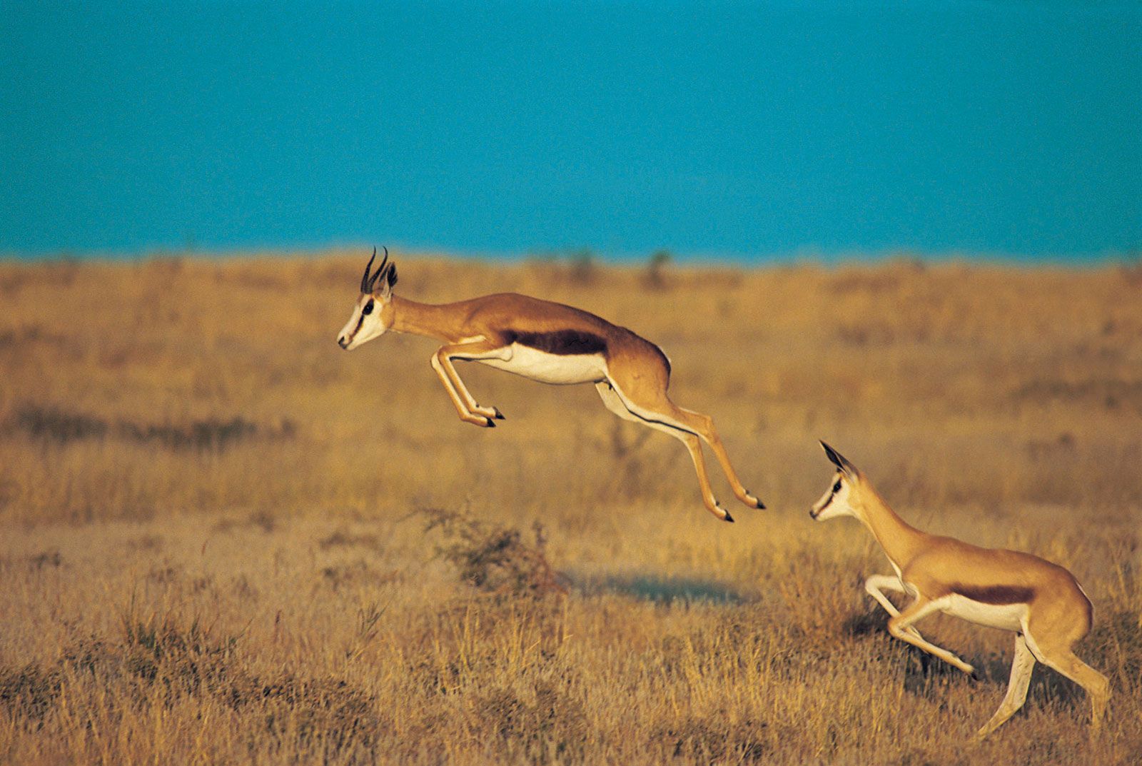 Springbok | African Antelope, Adaptations & Behavior | Britannica
