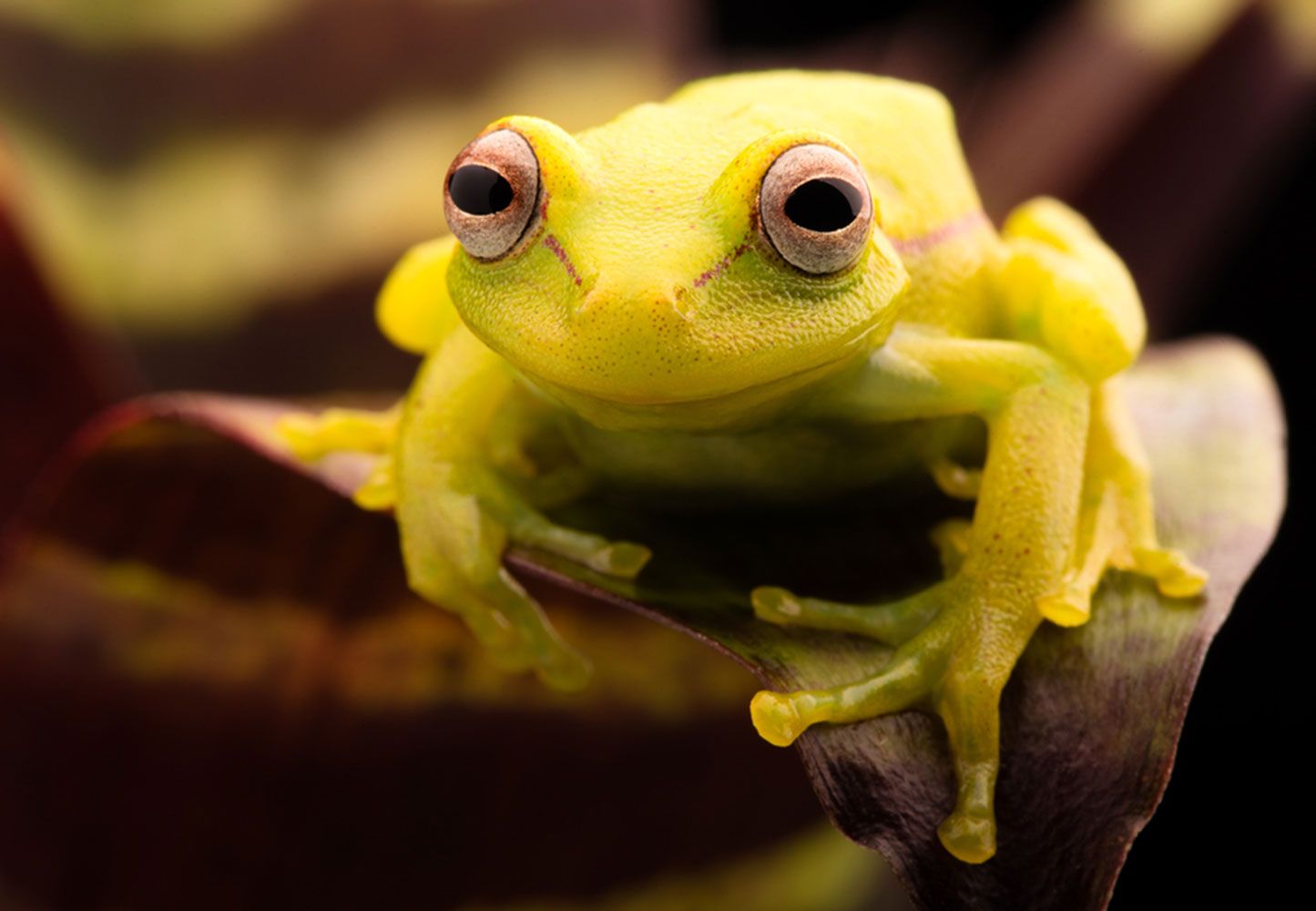 Frog | Definition, Species, Habitat, Classification, & Facts | Britannica