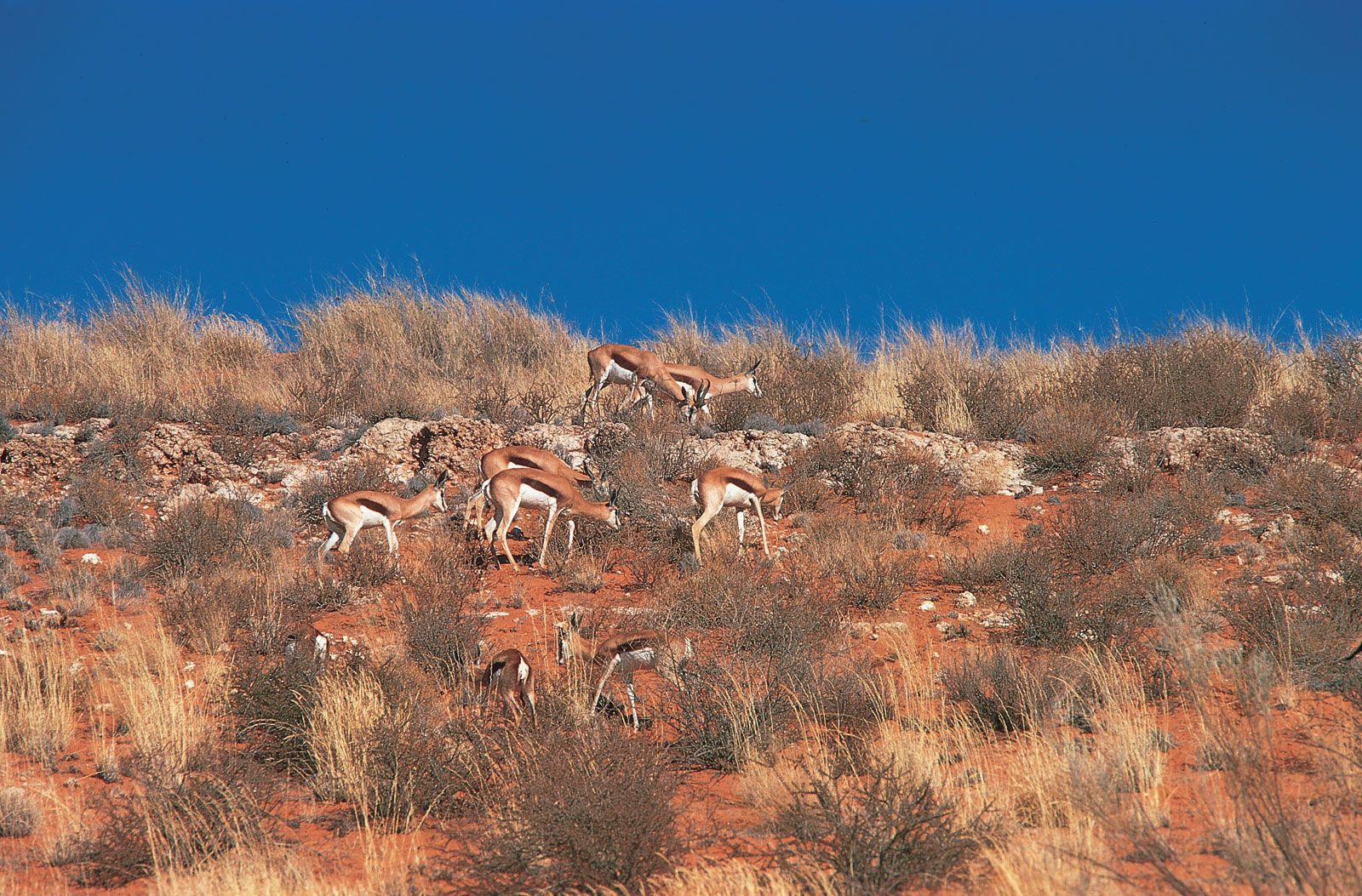 Springbok | African Antelope, Adaptations & Behavior | Britannica