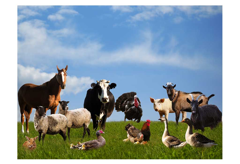 Domestic Animal Names In English For Kids
