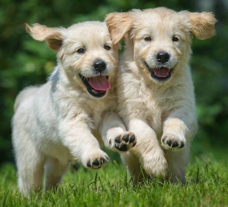 Puppies for Sale | Greenfield Puppies - Find Your Perfect Puppy