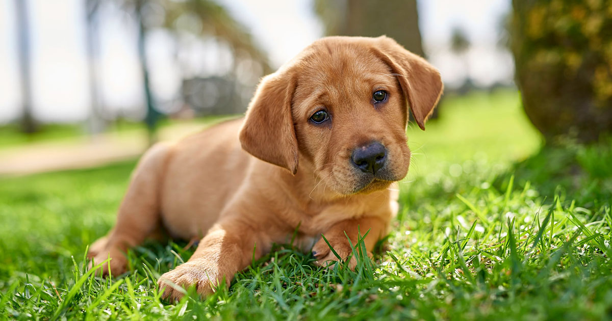 About Our Puppies - Guide Dogs Australia