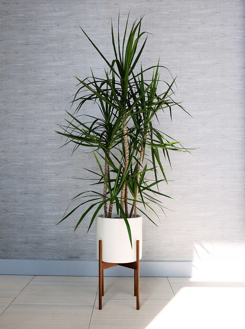 The 10 Best Indoor Trees For Homes And Workspaces