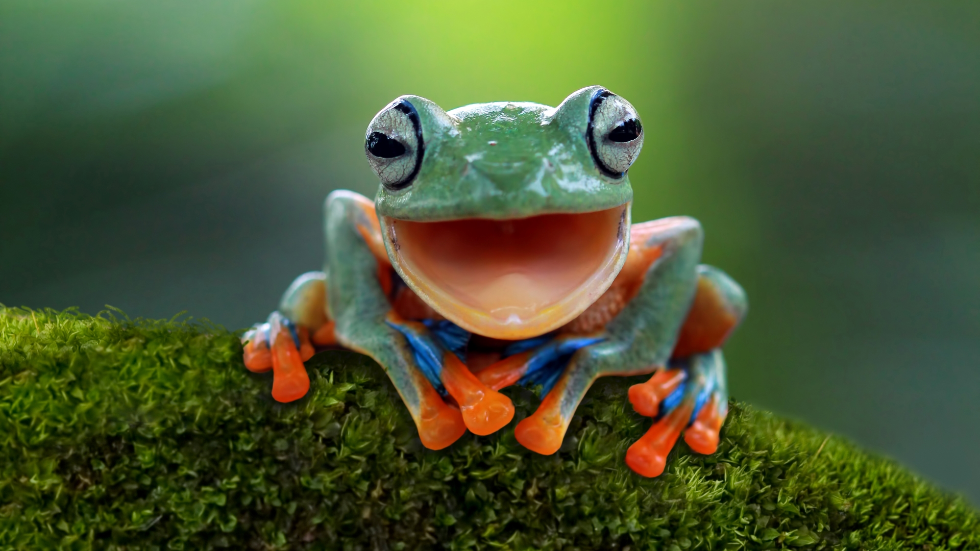 What is an amphibian? Amphibian characteristics and other Interesting facts.