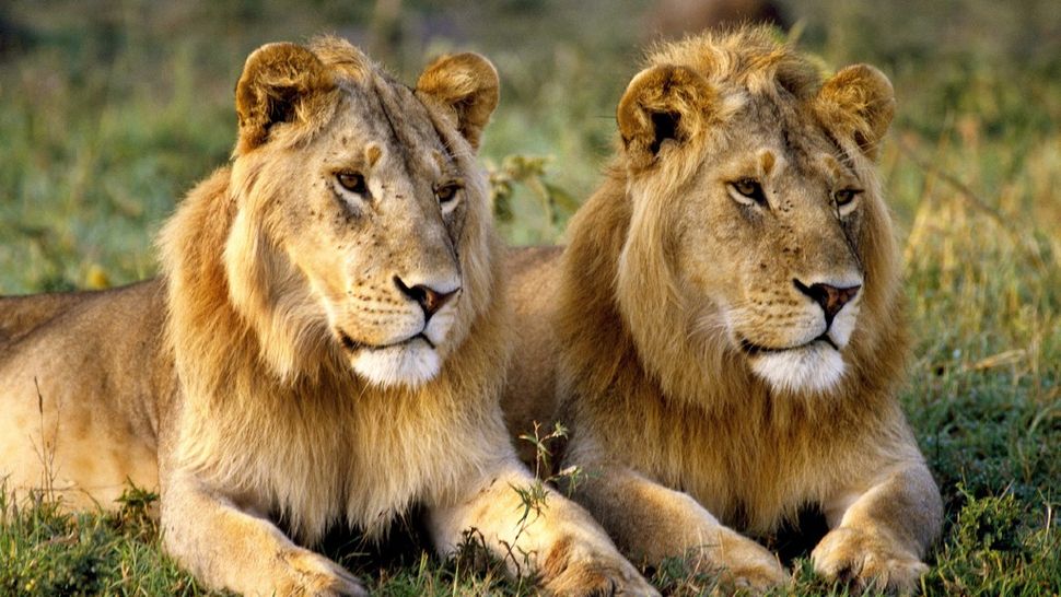 Lions: Facts, Behavior And News| Live Science