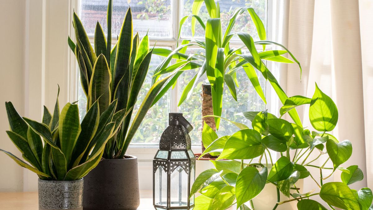 Best Indoor Plants For Direct Sunlight: 7 Top Choices | Homes And Gardens