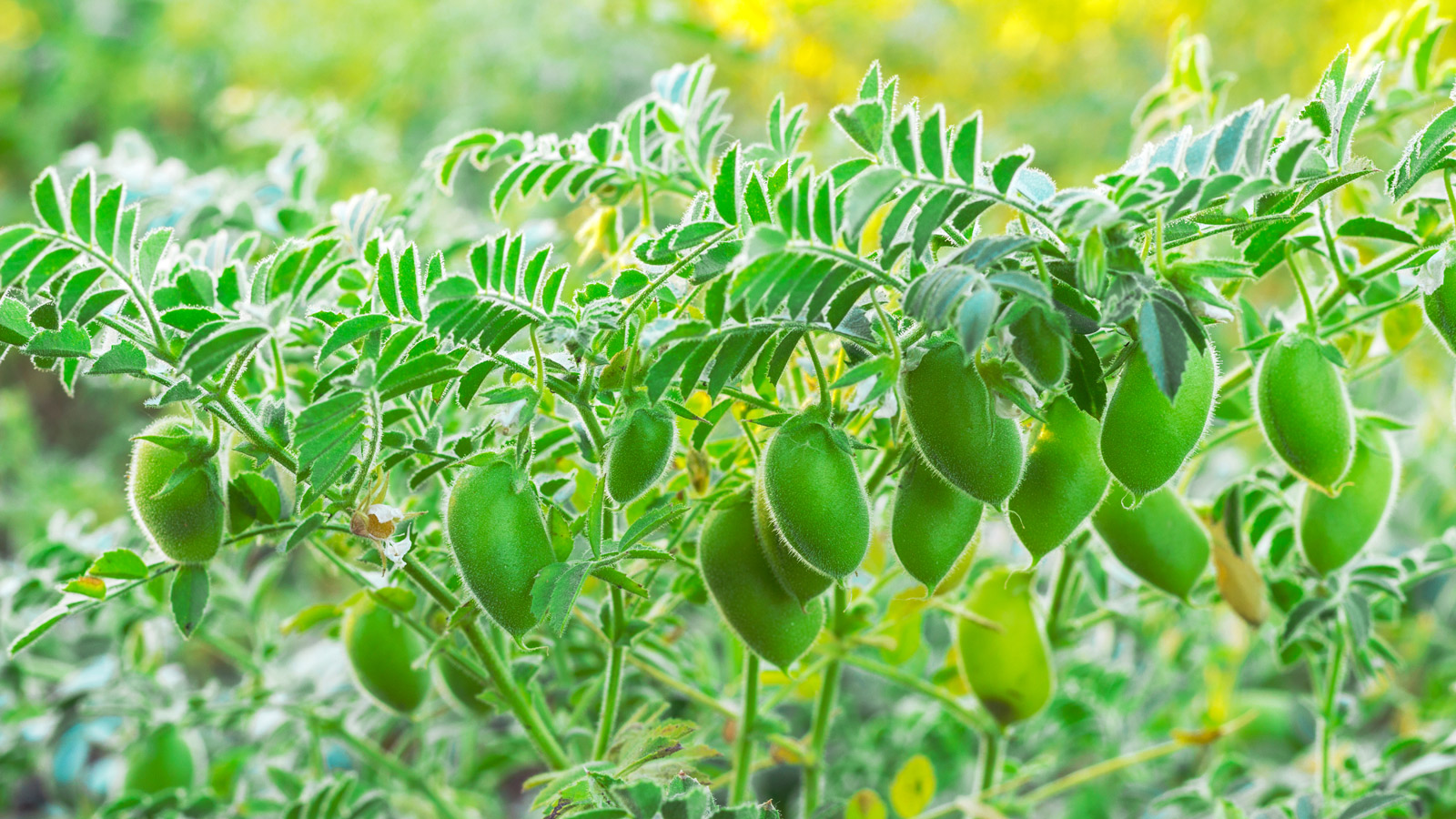 Chickpeas