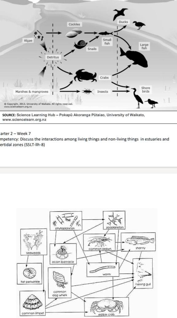 SOLVED: Directions: Observe The Pictures And Answer The Questions Below Based On Your...