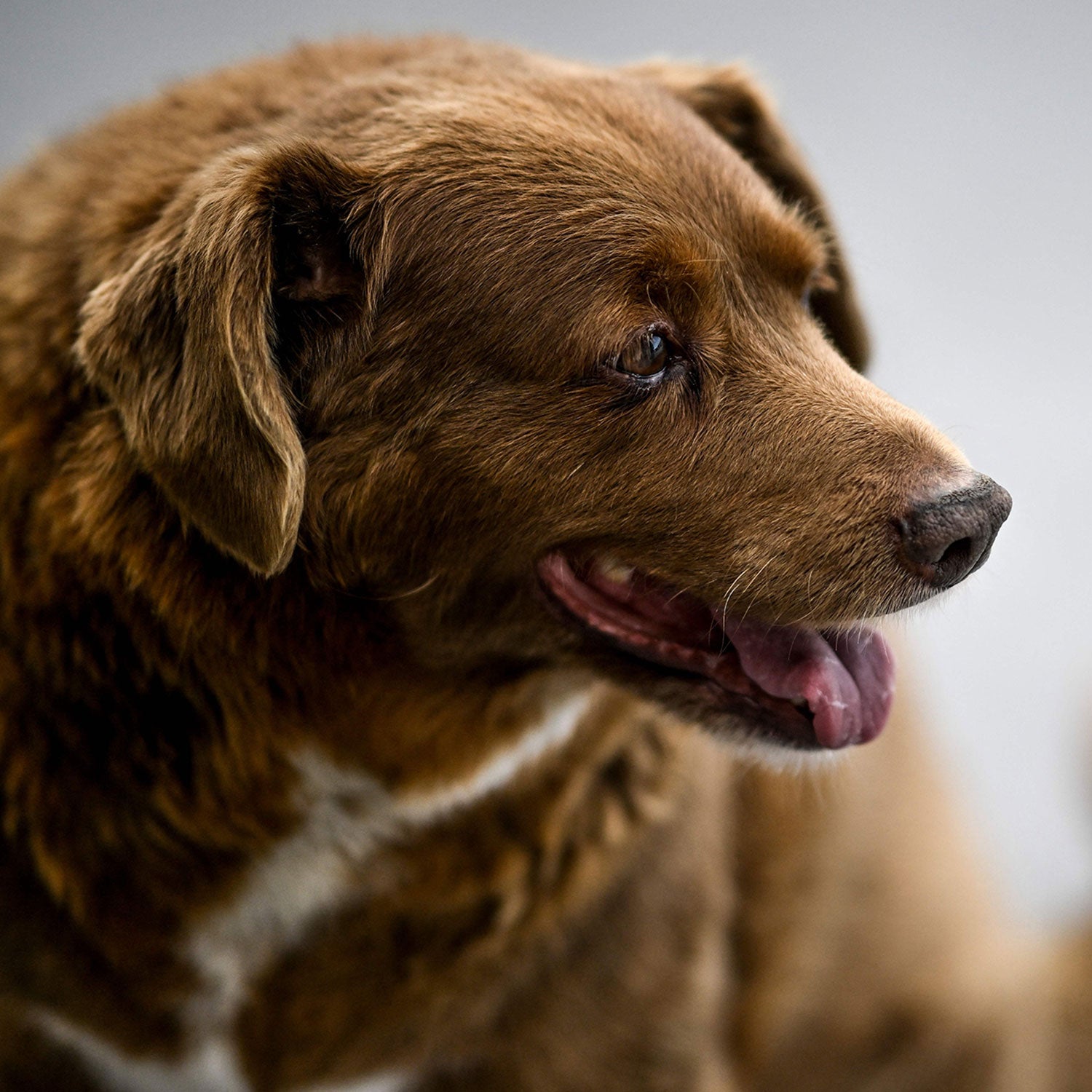 World&#39;s Oldest Dog: Bobi Turns 31, Holds Guinness World