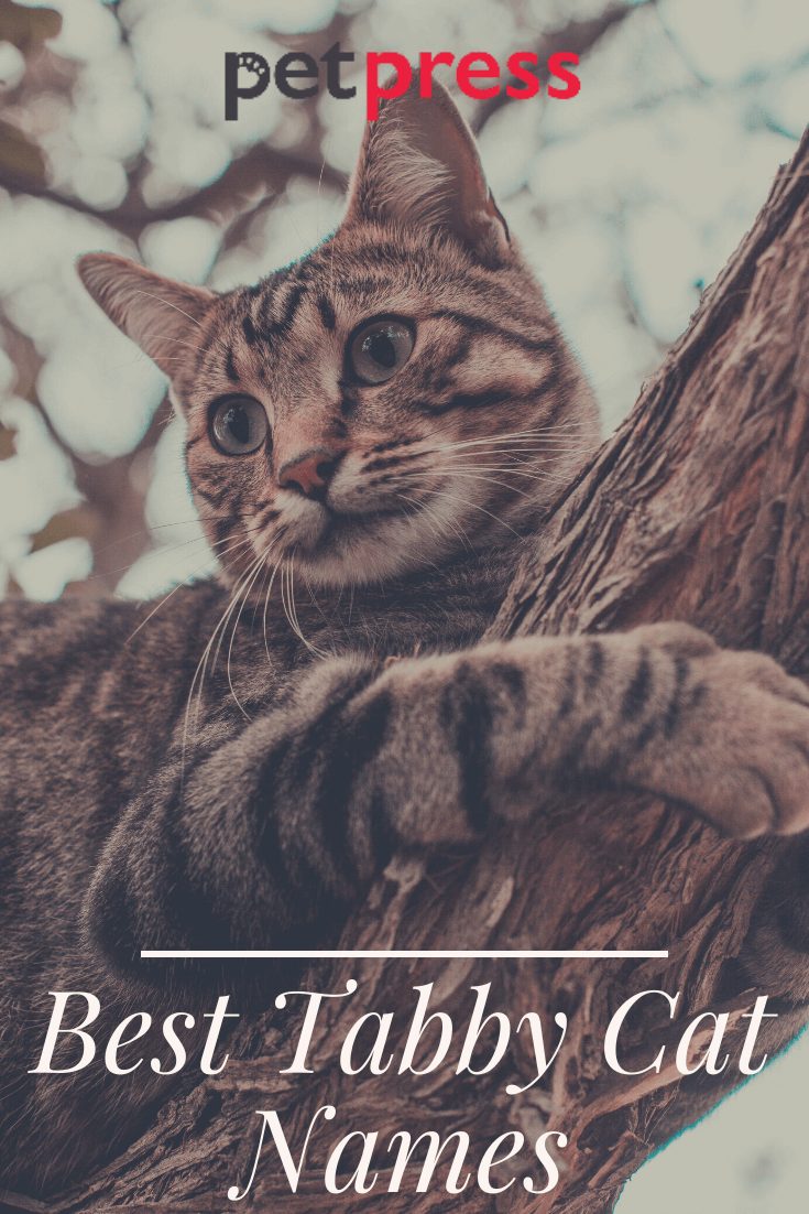 Tabby Cat Names: 350 Best Names for Tabby Kittens | PetPress