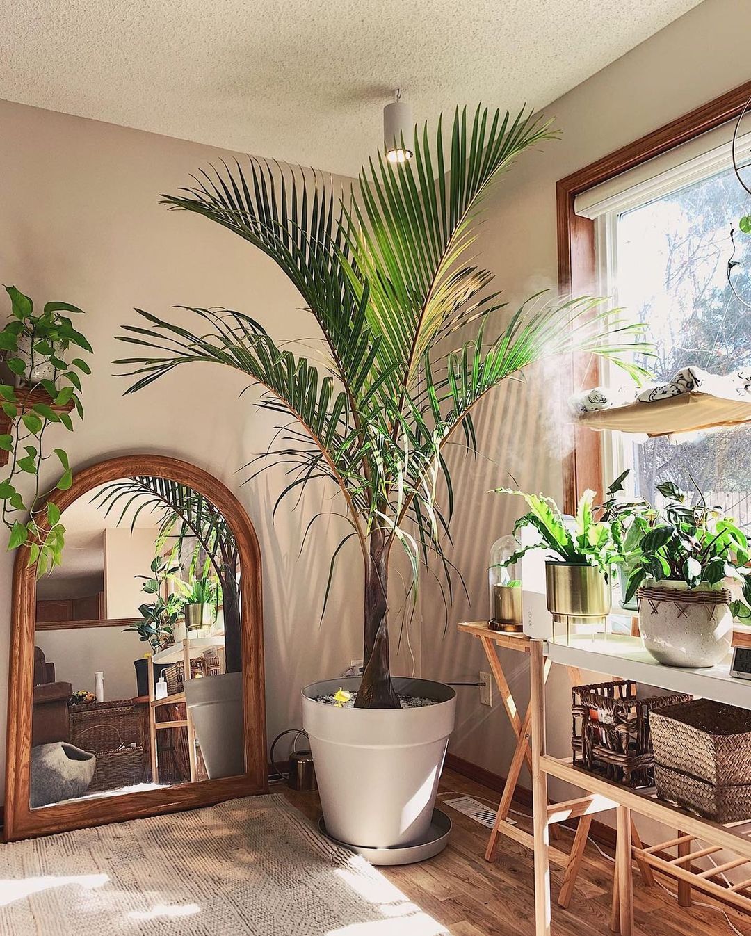 15 Best Indoor Trees for Your Indoor Jungle - Plants Spark Joy