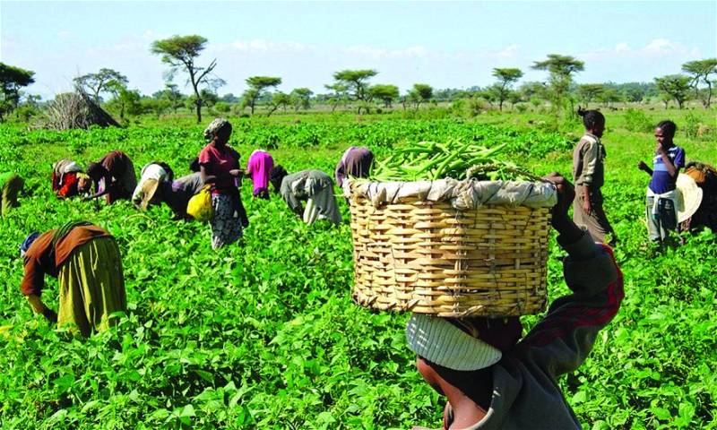 Group Condemns Osun Farmers Killing