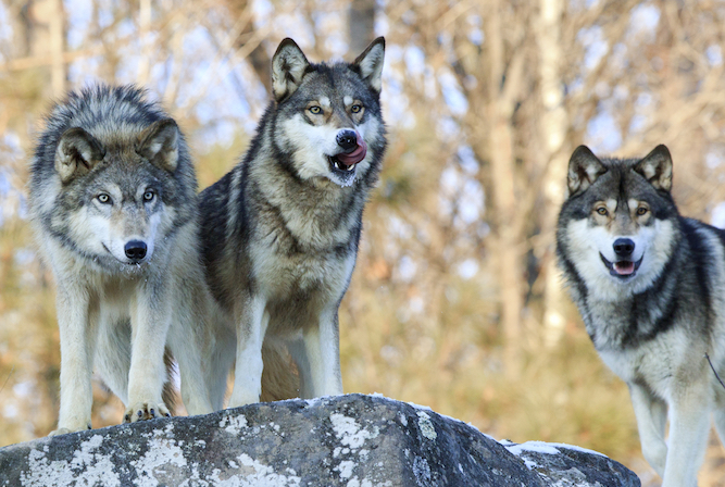 Reintroduction Of Wolves &#39;should Start In London&#39;| The Daily Mash