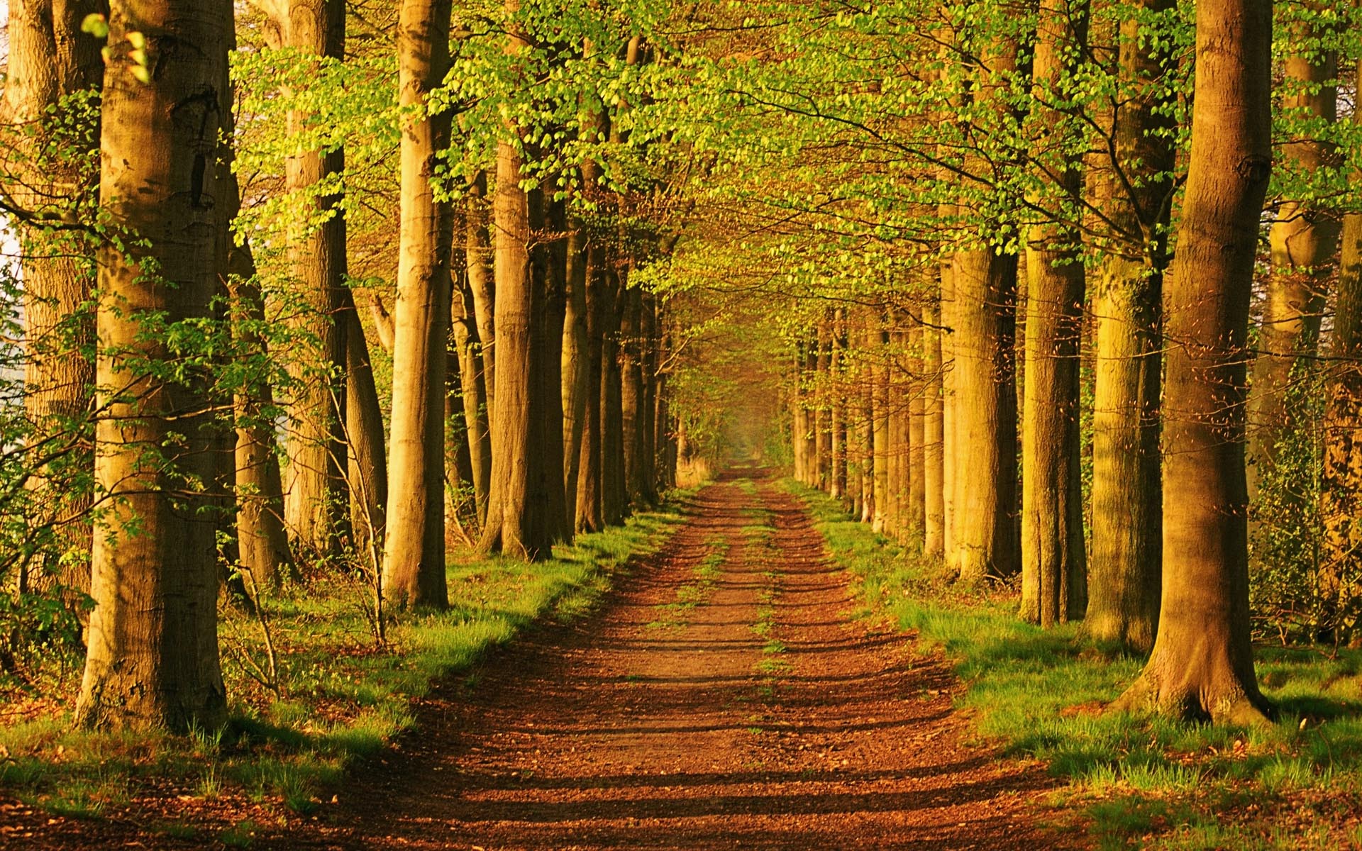 Wallpaper Trees Forest - WallpaperSafari