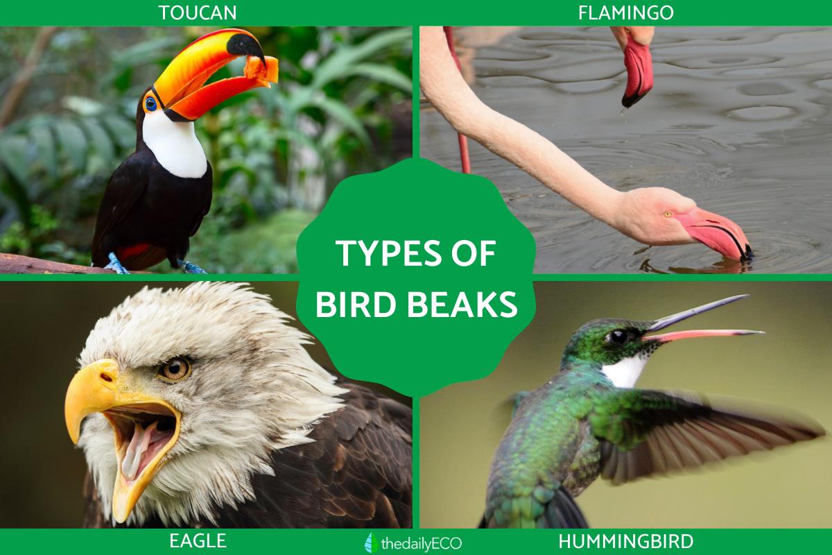 Diffe Types Of Bird Beaks And Their Uses - Infoupdate.org