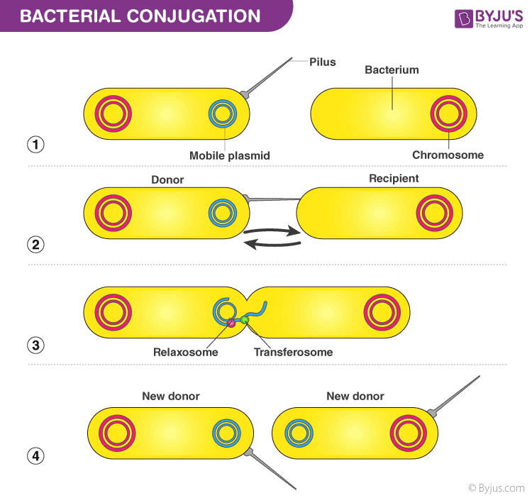 Conjugation In Bacteria Diagram
