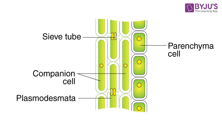 Difference Between Pits And Plasmodesmata
