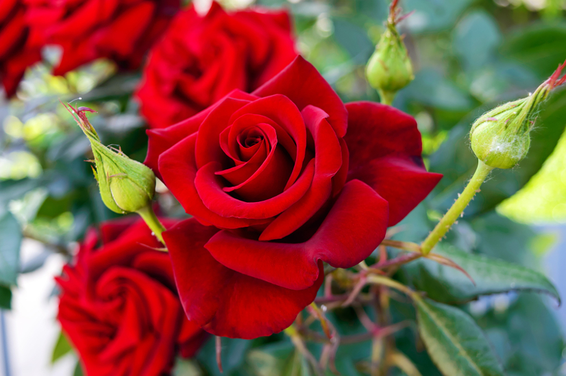 7 Rose Growing Secrets The Pros Use| The Gracious Wife