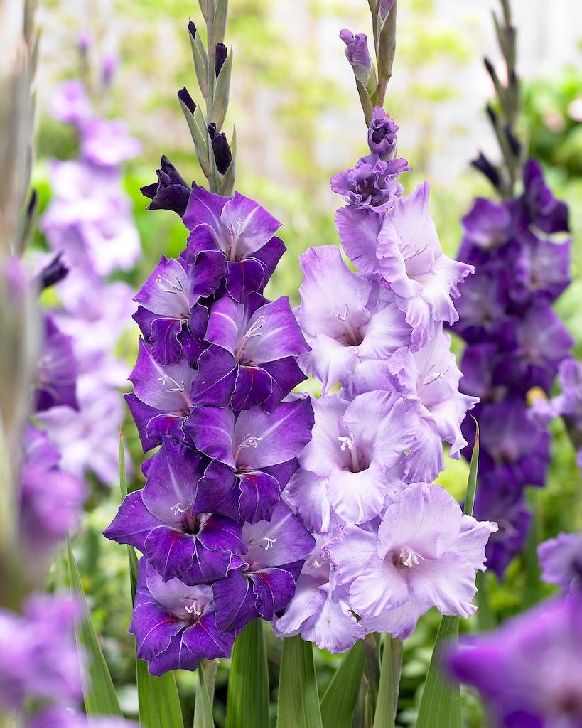 All About Gladiolus