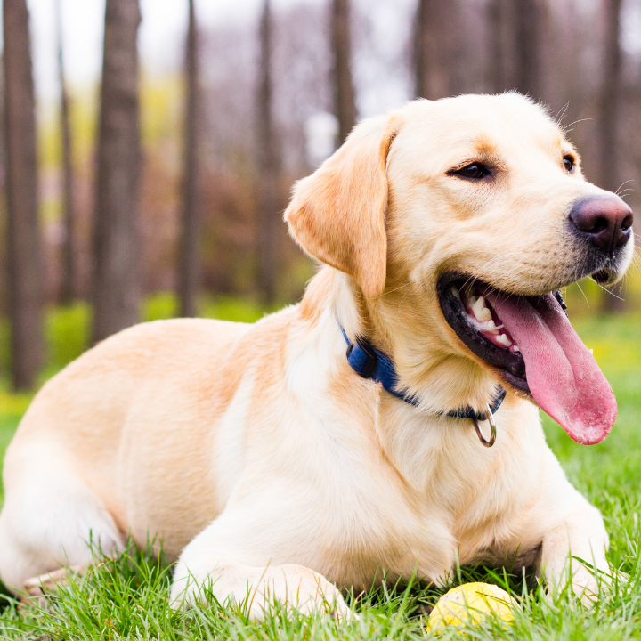 Understanding Your Dog’s Body Language - Dogmaster Australia