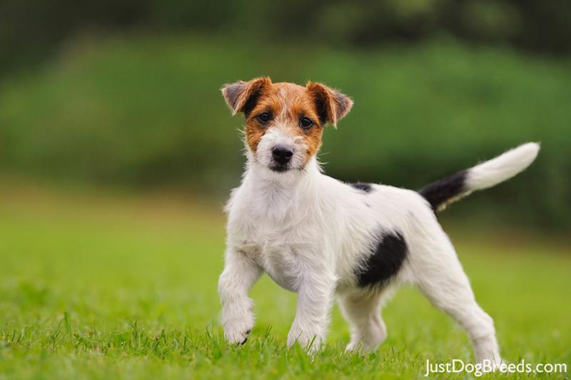 jack-russell-terrier8.jpg - Jack Russell Terrier - Dog Breeds