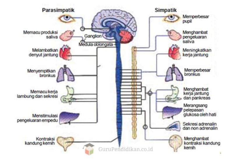 Pengertian Sistem Saraf Pusat - Perumperindo.co.id