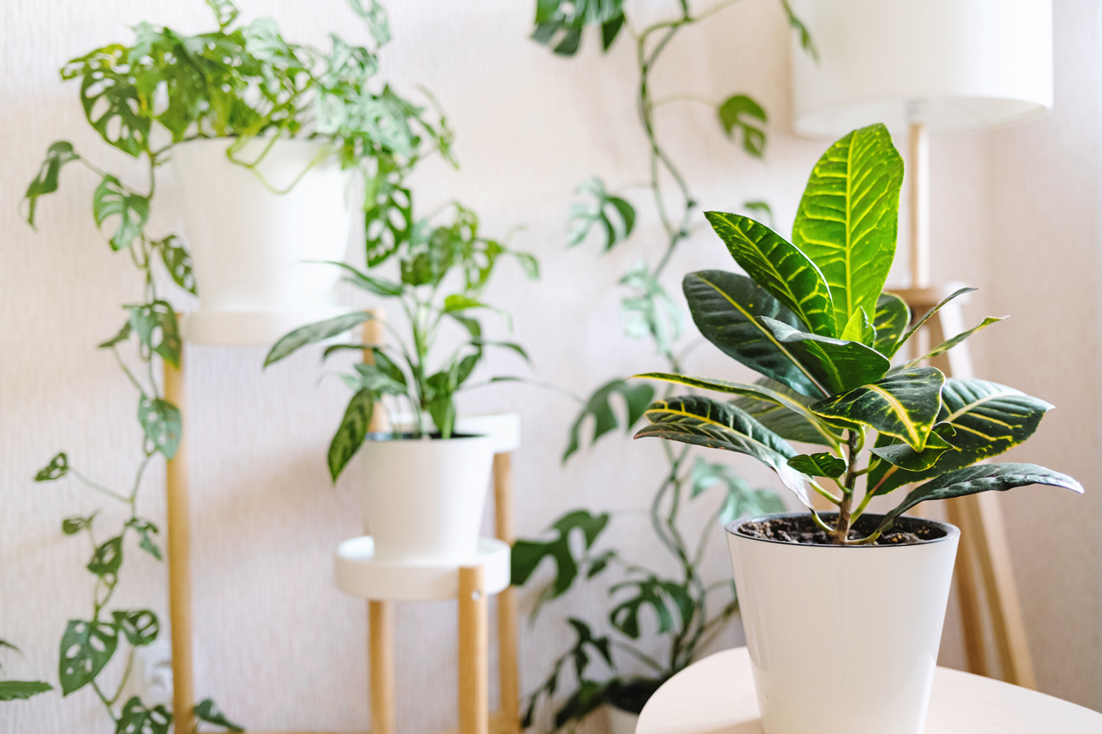Good Indoor Plants For Living Room | Baci Living Room