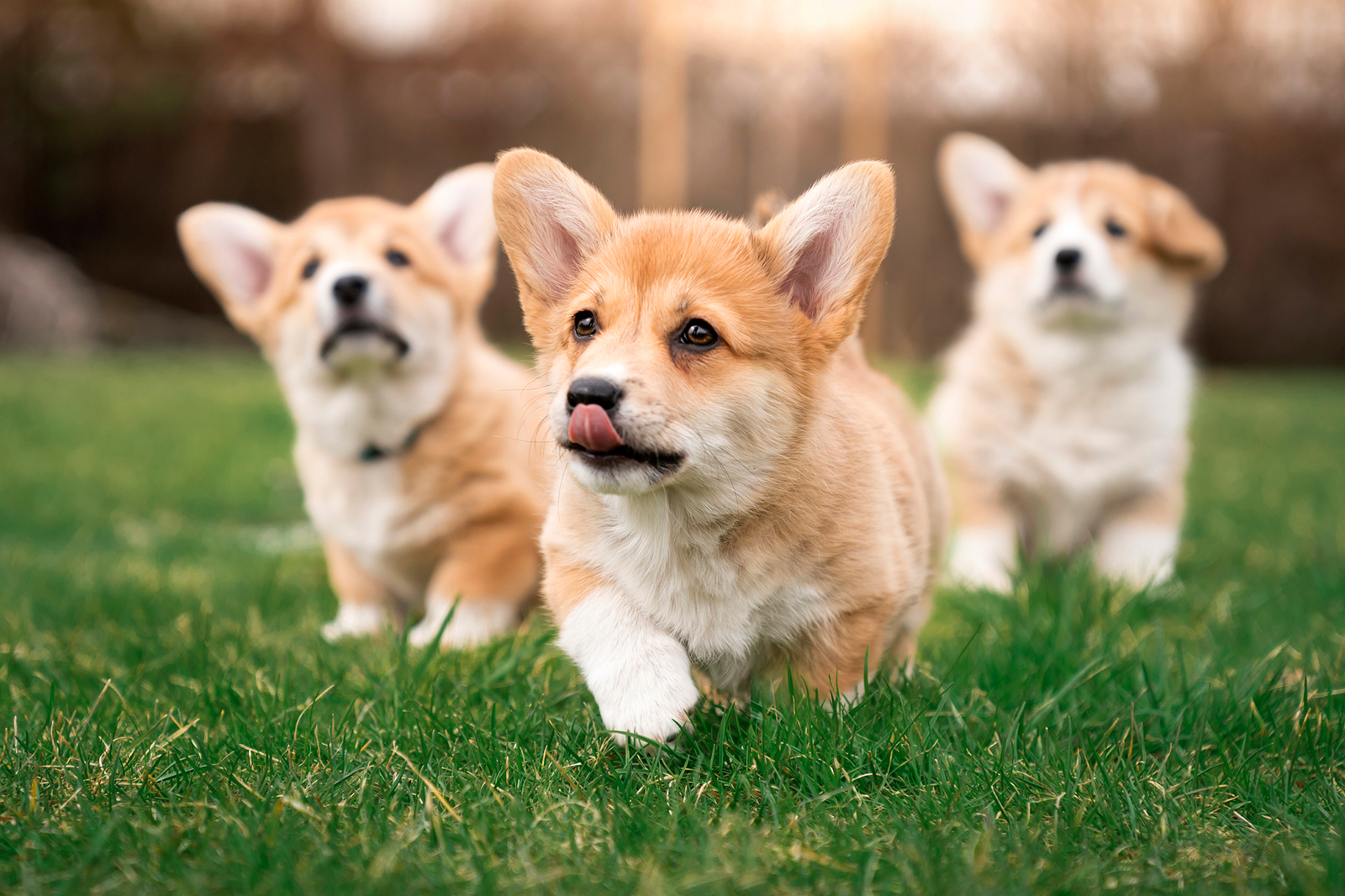 Where Do You Get Puppies From