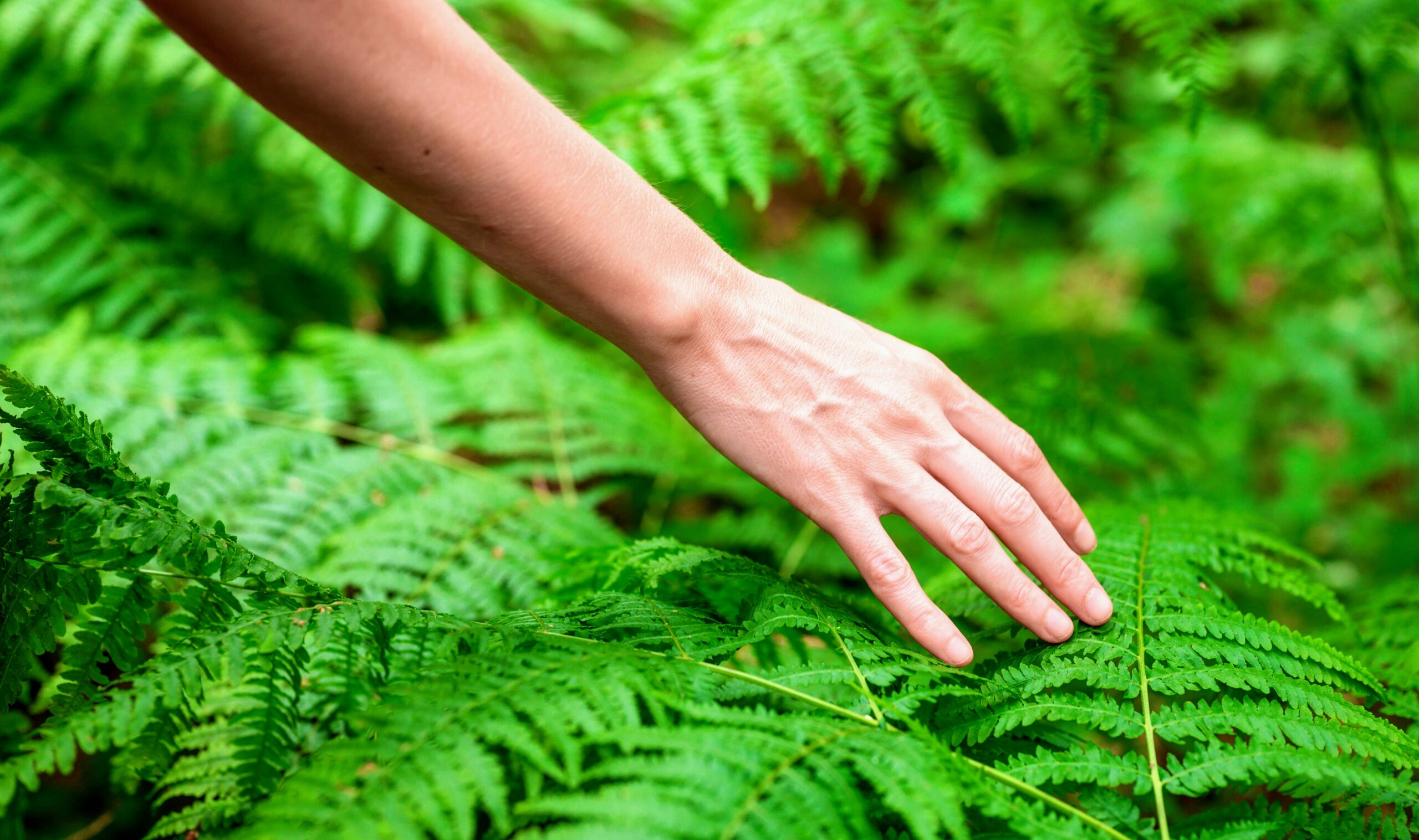 Study Reveals New Clues About How Plants Respond To Touch - Earth.com