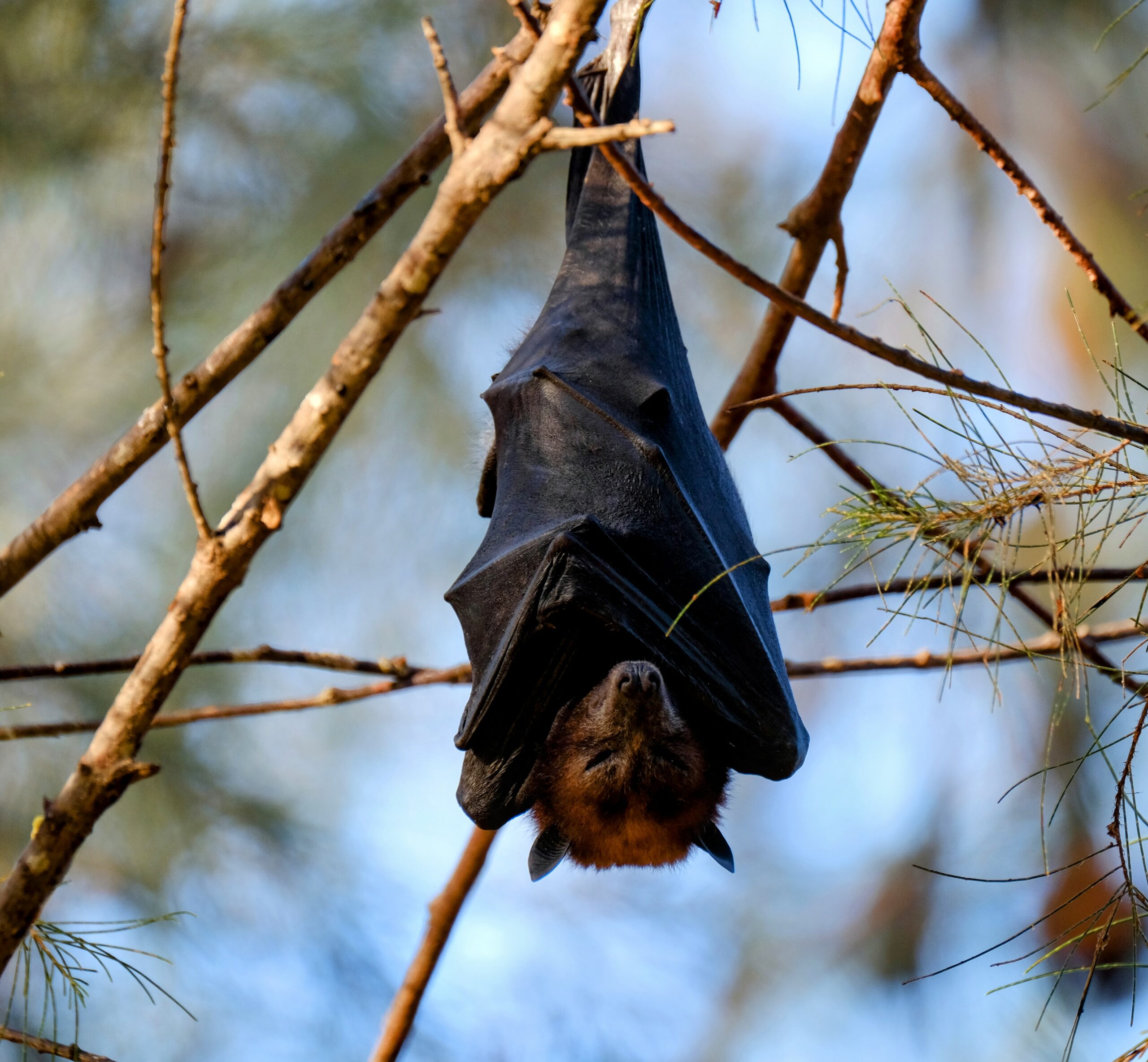 Hibernation May Be Key To Extraordinary Longevity In Bats - Earth.com