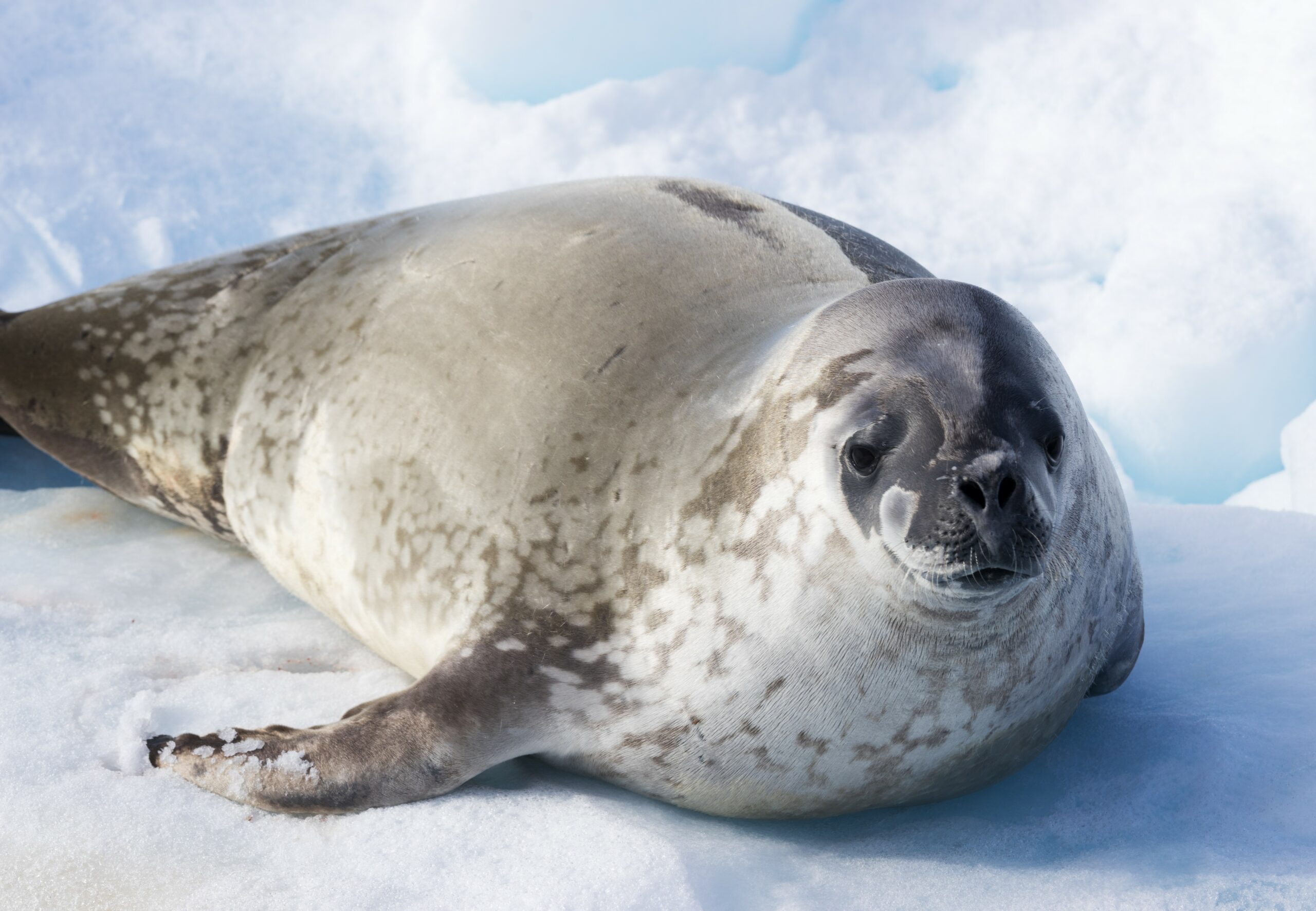 Scientists Reveal New Features Of The Elusive Leopard Seal - Earth.com