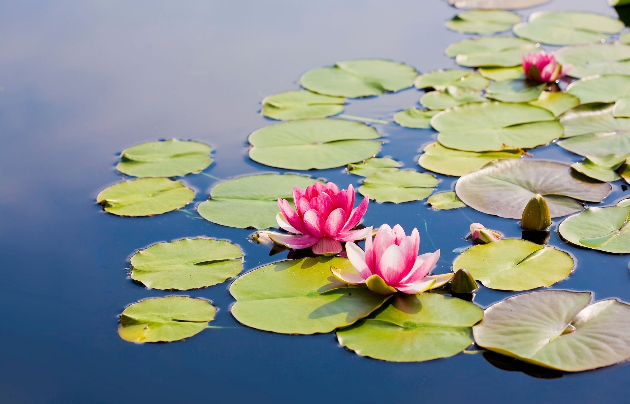 Do Lotus Flowers Have Stems at Nicholas Fox blog