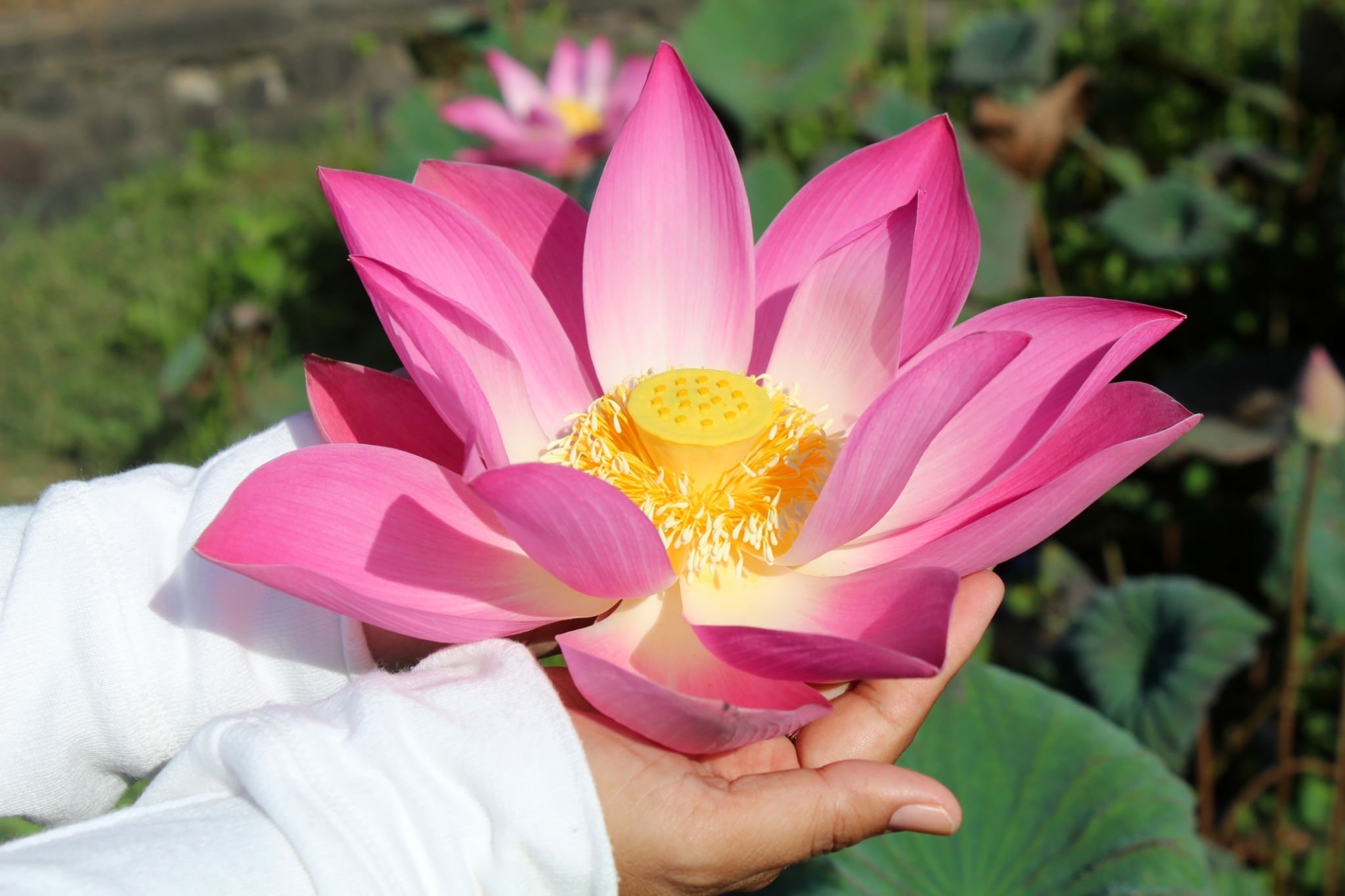 Where Does the Lotus Flower Grow? - Earth.com