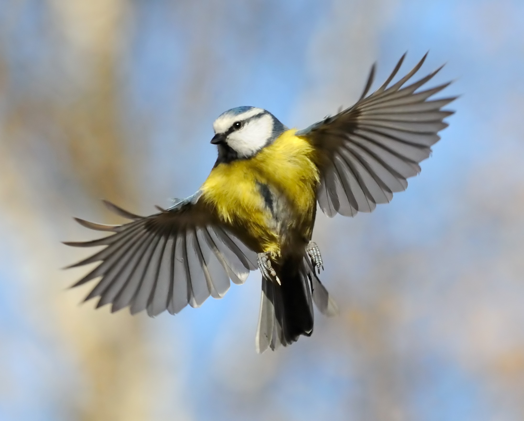 What Is The Evolutionary Origin Of Birds’ Wings? - Earth.com