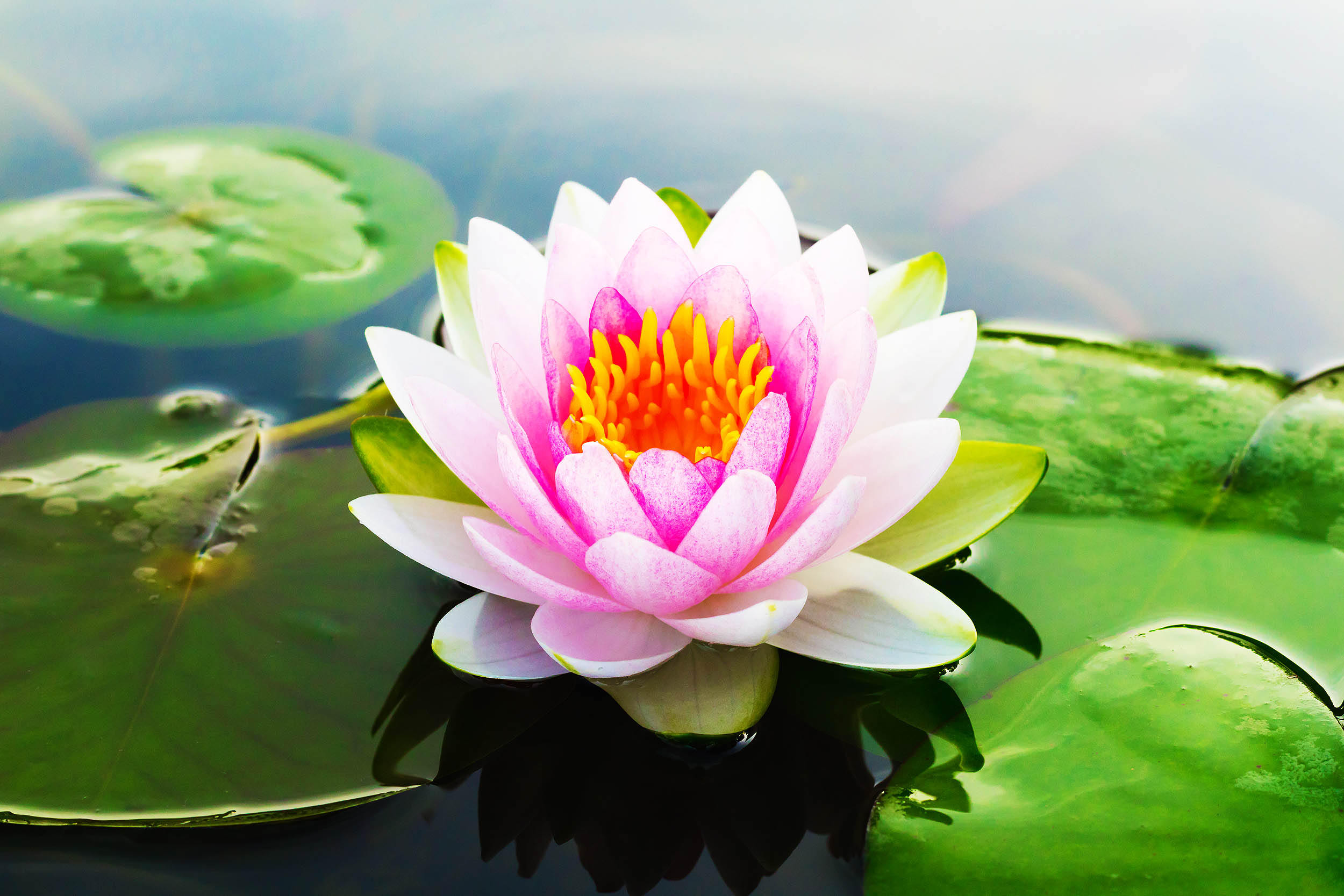 Lotus Flowers Wallpaper Hd