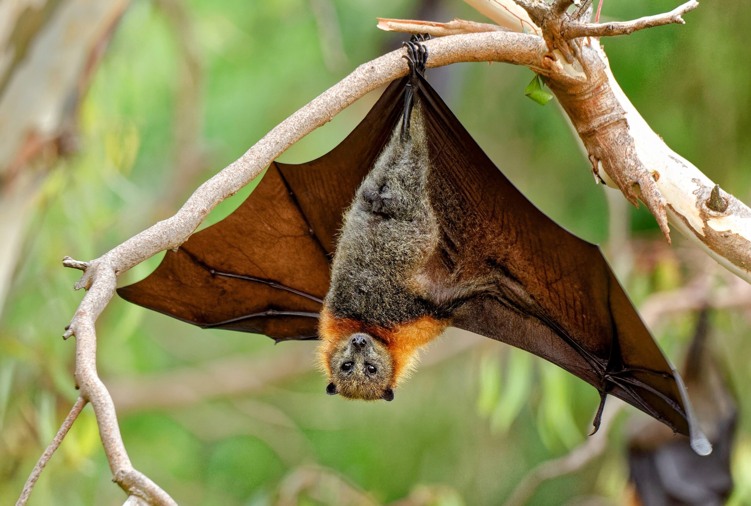 Scientists Find A Protein In Bats That Can Slow Aging And Fight Most Diseases - Earth.com
