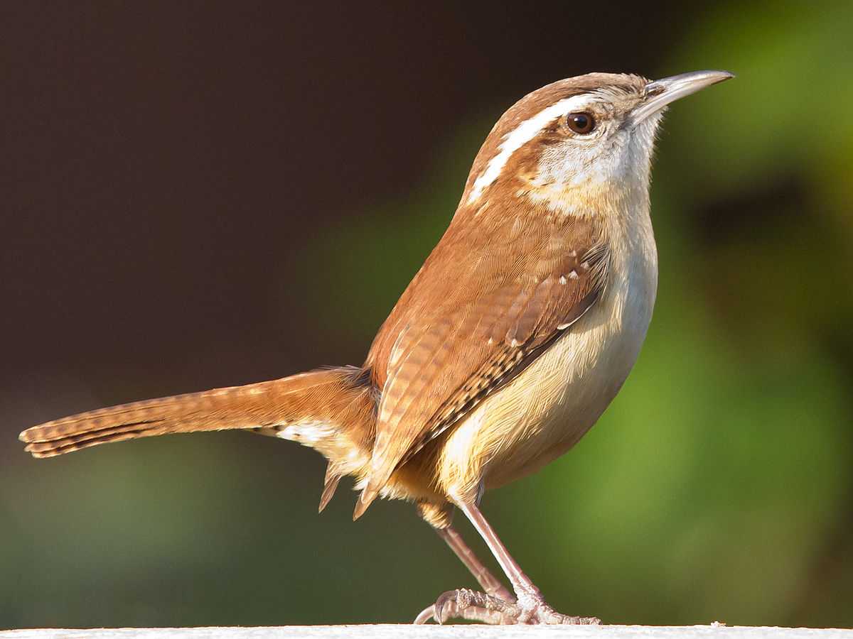 Difference Between Carolina Wren Vs House Wren - Charismatic Planet