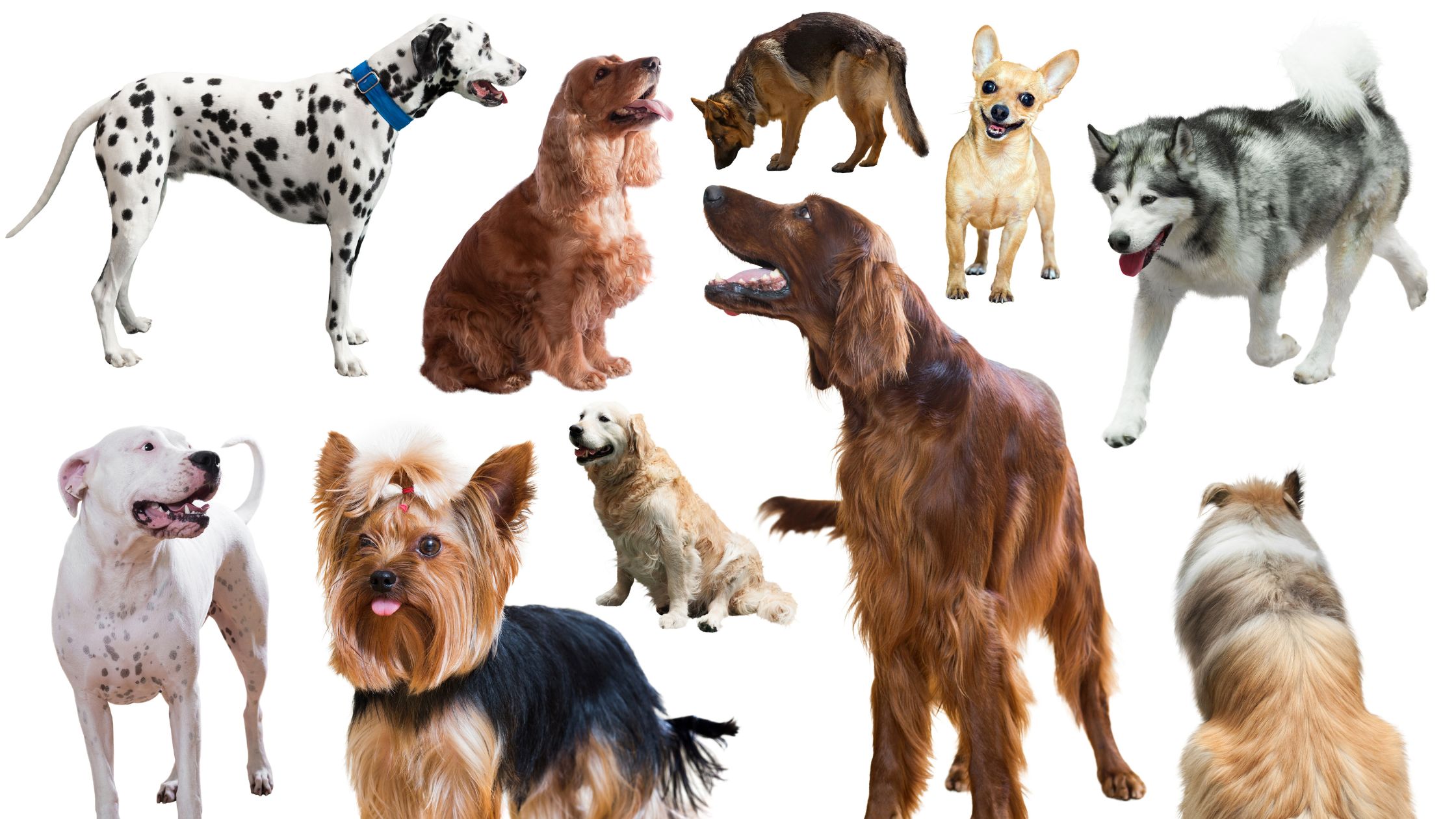 What Are The Different Groups Of Dog Breeds