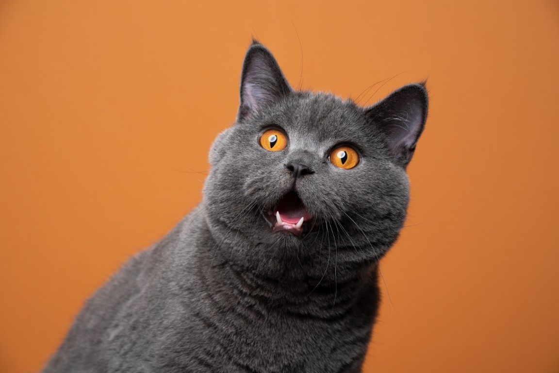 What Do You Know About Cats? | Clever Rabbits