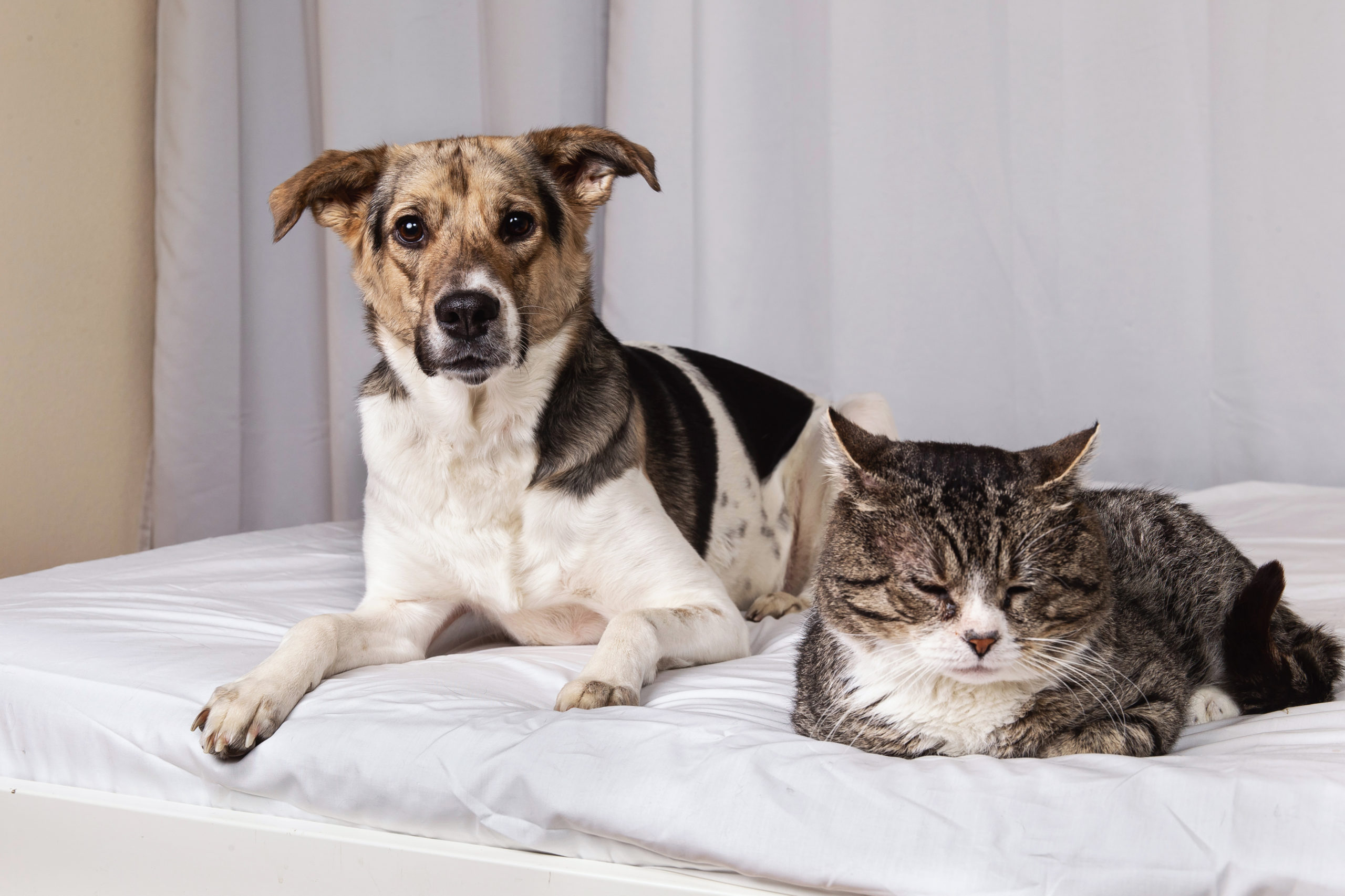 Pets