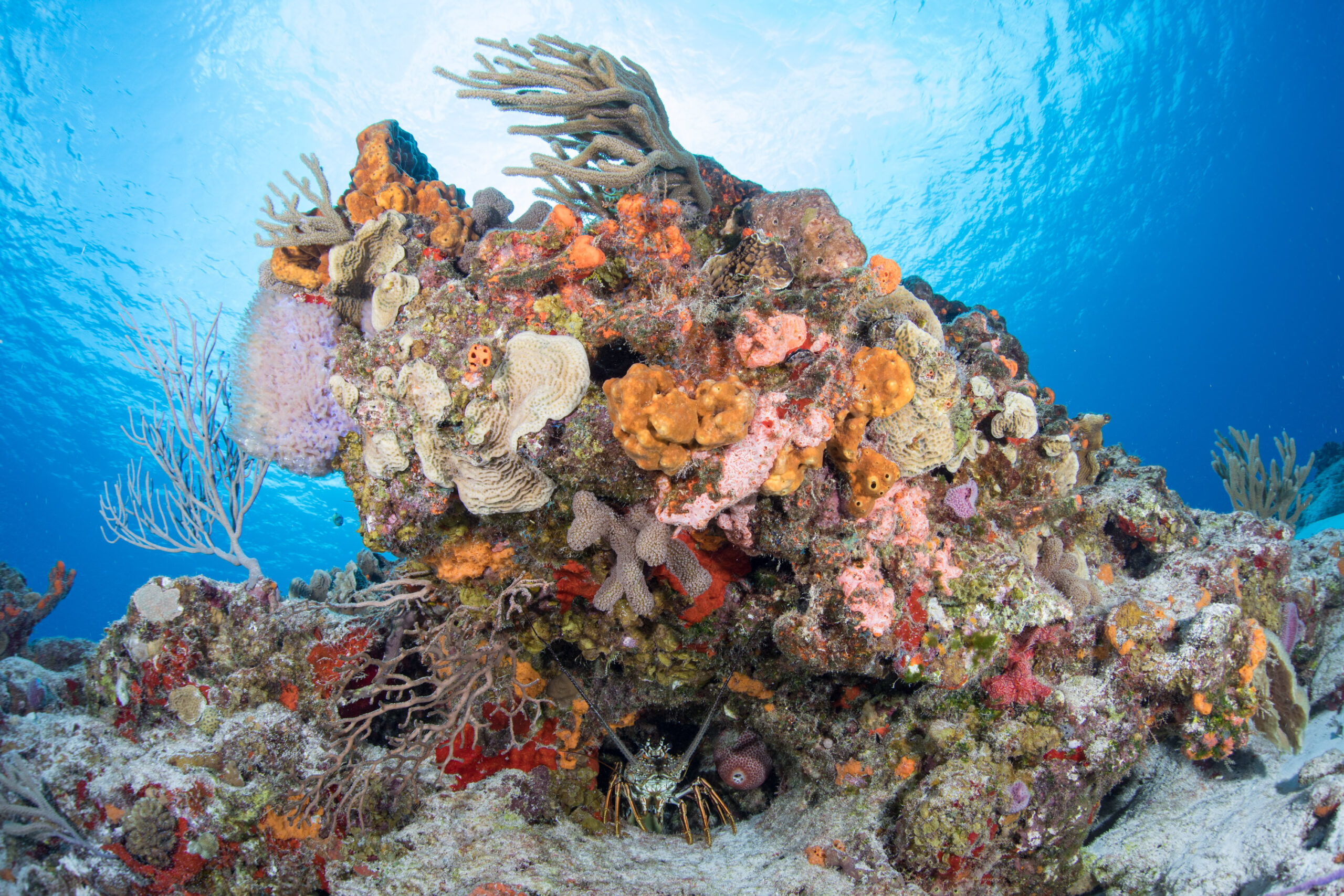 Coral Restoration Alone Likely Won’t Be Enough To Save Coral Reefs. That’s Why We Focus On...
