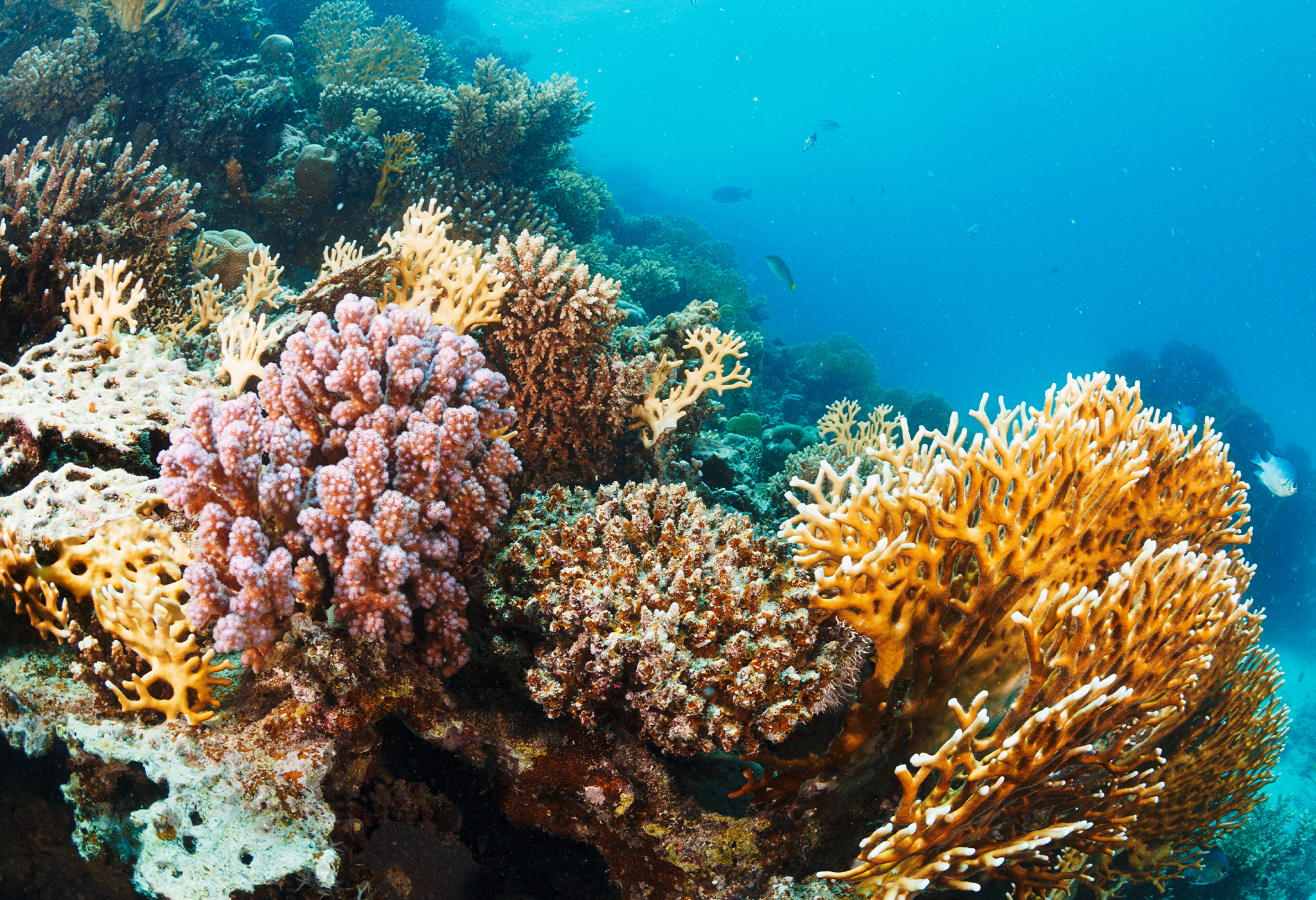 Corals Decoded: Animals Or Plants? Common Myths Debunked - Coral Reef Alliance