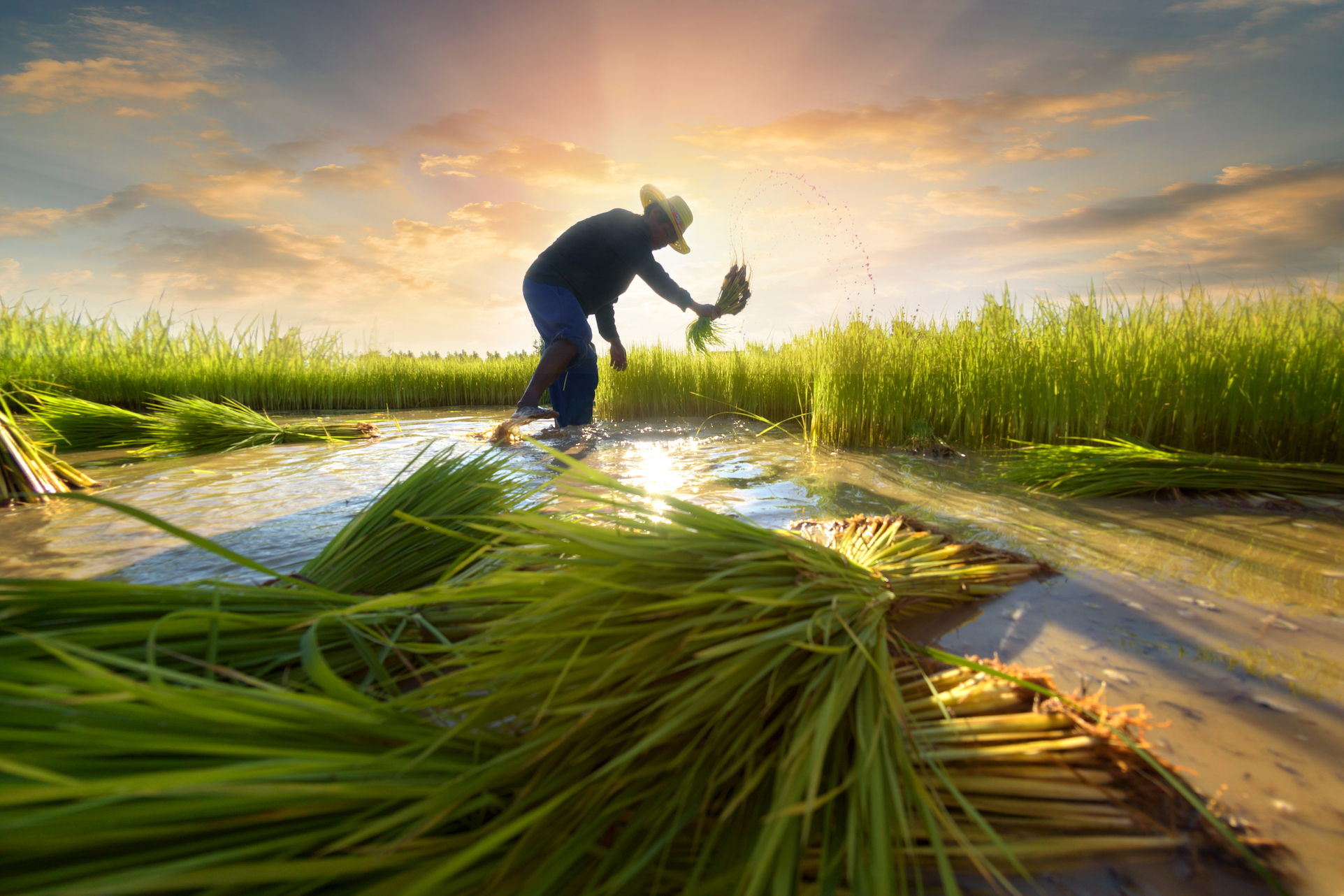 Agriculture Arose From Surplus, Not Hunger - Cosmos Magazine