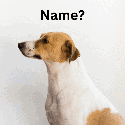 Your Pooch&#39;s New Identity: The Trendiest Dog Names in UK 2024