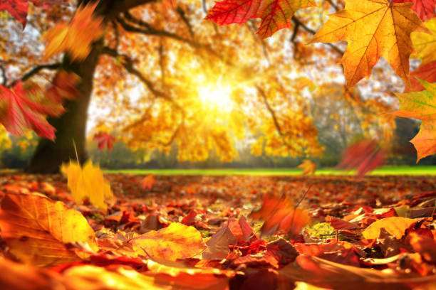 Seasonal Affective Disorder: My Love/Hate Relationship with Fall Health + Wellness