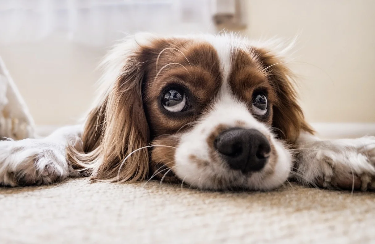 8 Things You Need To Know About Your Pet