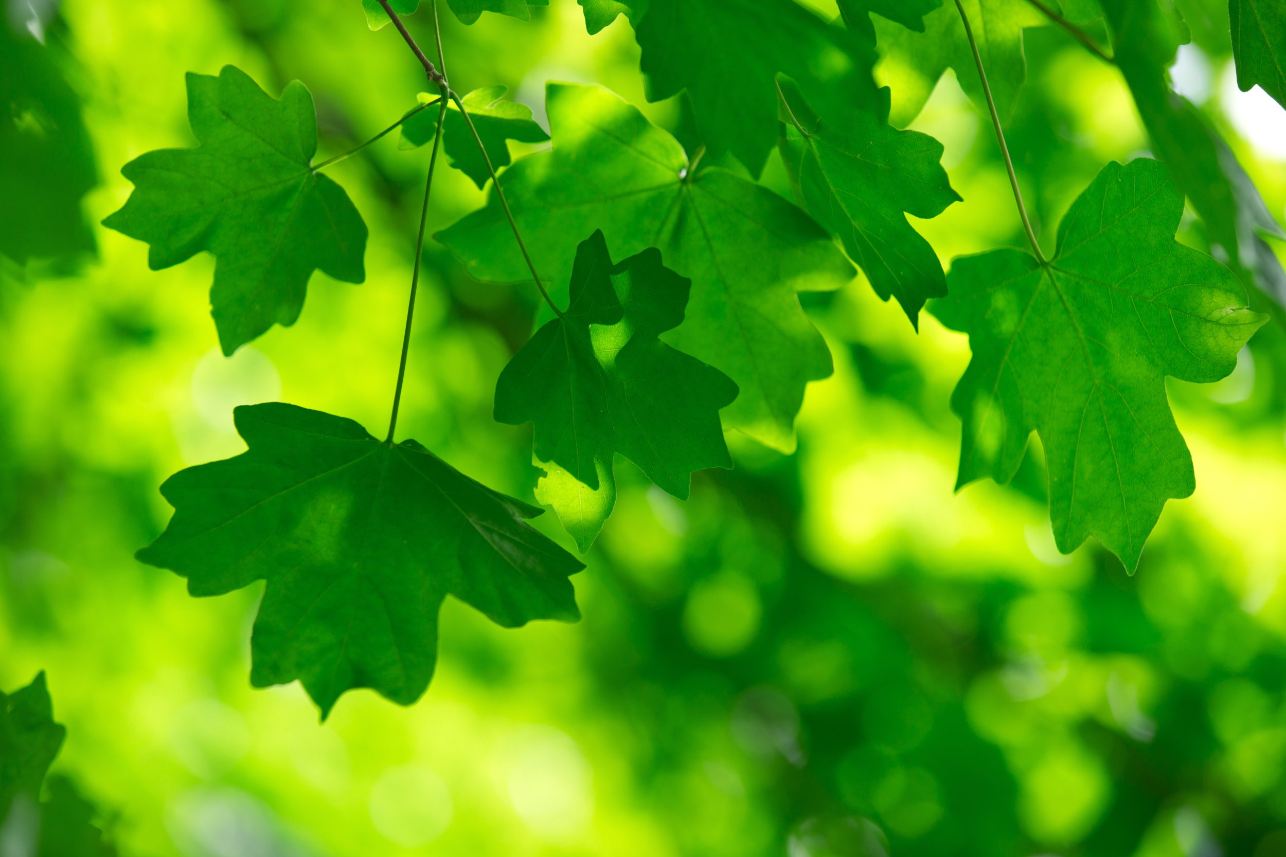 Why We Love The Color Green: It&#39;s The Color Of New Life